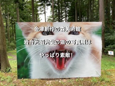 金津創作の森美術館、岩合光昭先生の猫の写真展はやっぱり素敵！