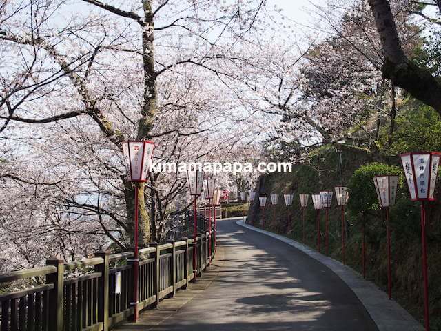 桜の季節、丸岡城の北側道路