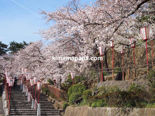 桜の季節、丸岡城の東側登り口