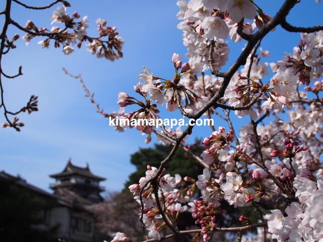 桜の季節、広場から見た丸岡城