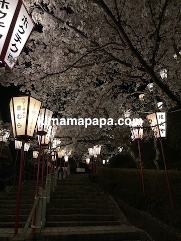 桜の季節、丸岡城の東側登り口