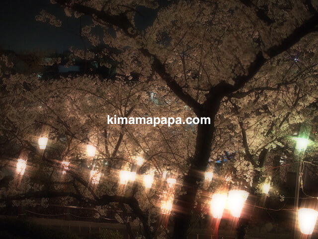 桜の季節、丸岡城の北側道路