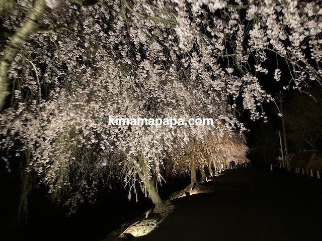 丸岡町竹田、夜のたけくらべしだれ桜