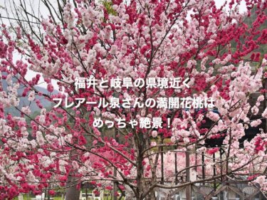 福井と岐阜の県境近く、フレアール泉さんの満開花桃はめっちゃ絶景！