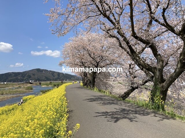 福井県鯖江市、日野川のさくらと菜の花