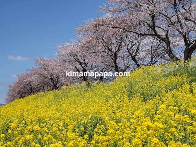 福井県鯖江市、日野川のさくらと菜の花