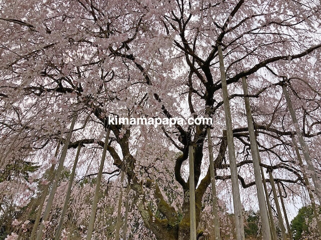 福井市、足羽神社のしだれ桜