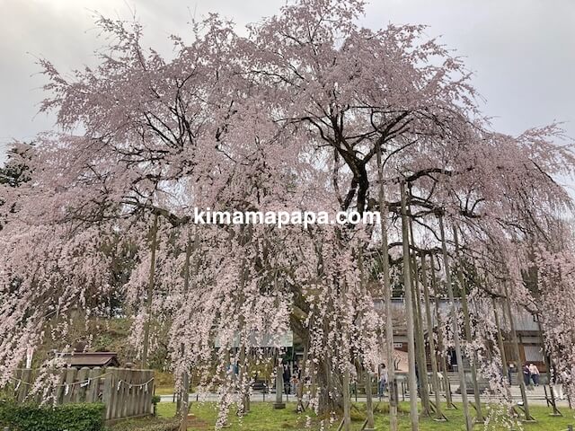 福井市、足羽神社のしだれ桜