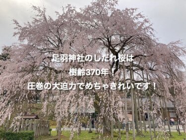足羽神社のしだれ桜は樹齢370年！圧巻の大迫力でめちゃきれいです！
