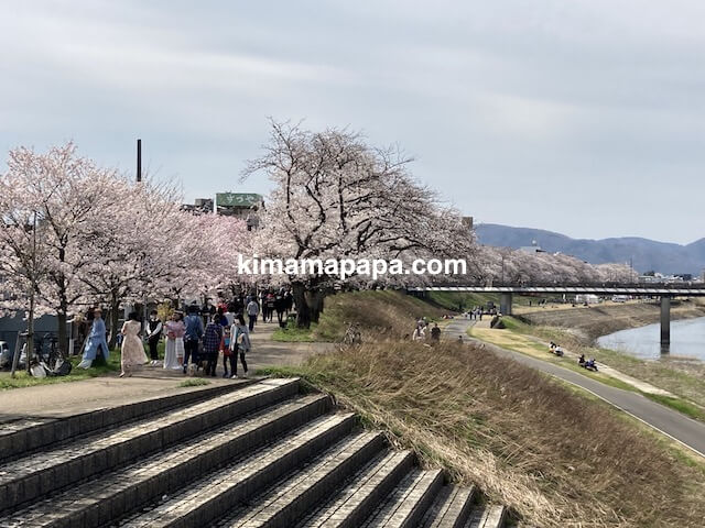 福井市、幸橋から見た足羽川桜並木