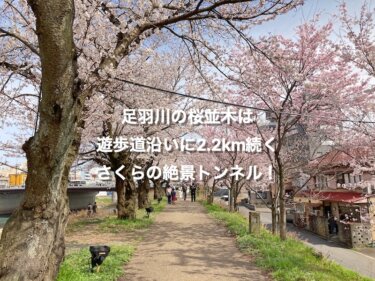 足羽川の桜並木は、遊歩道沿いに2.2km続くさくらの絶景トンネル！