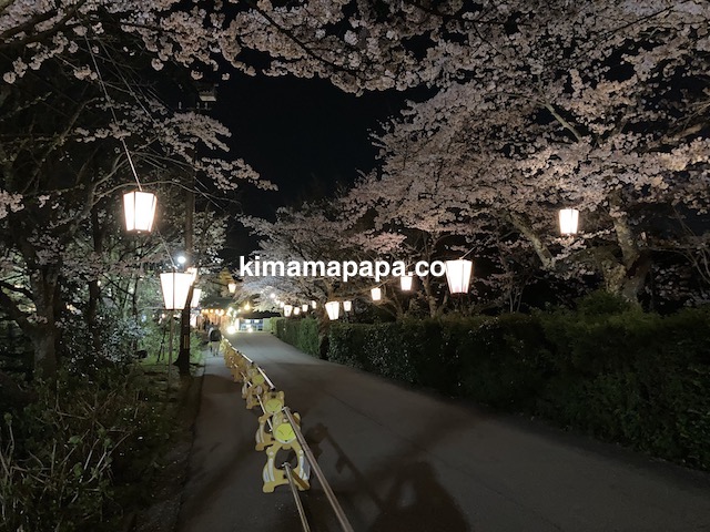 福井市、足羽山の桜（夜桜）