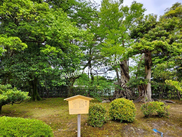 石川県金沢市、兼六園の桂坂口付近の桂の木