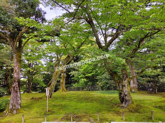 石川県金沢市、兼六園の瓢池に向かう小道沿いの木々