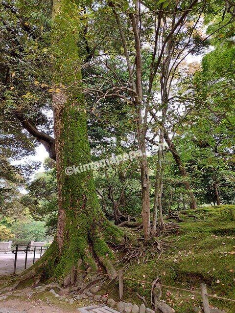 石川県金沢市、兼六園の瓢池に向かう小道沿いの大木