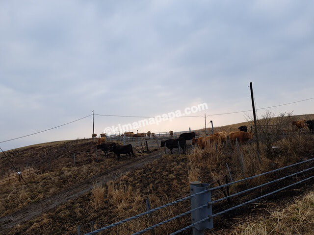 熊本県阿蘇市、県道45号線から見える牛