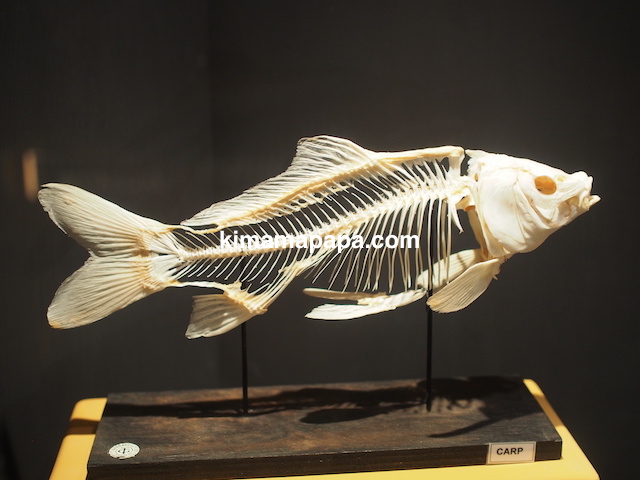 イムディーナ、国立自然科学博物館の魚の骨