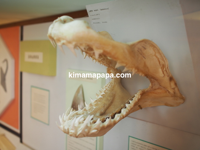 イムディーナ、国立自然科学博物館のサメの歯