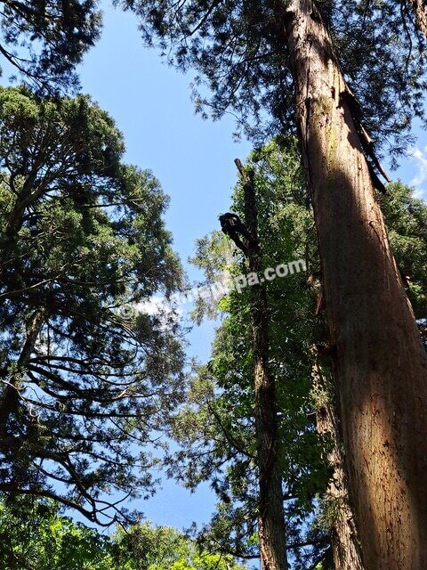 長野県長野市戸隠、戸隠神社奥社の参道