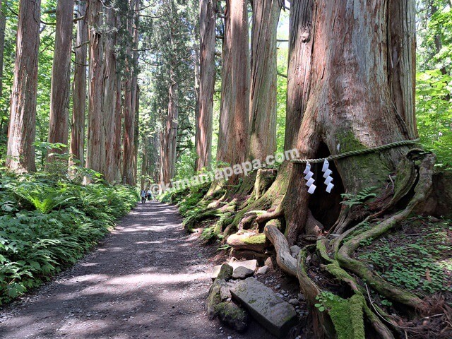 長野県長野市戸隠、戸隠神社奥社の参道