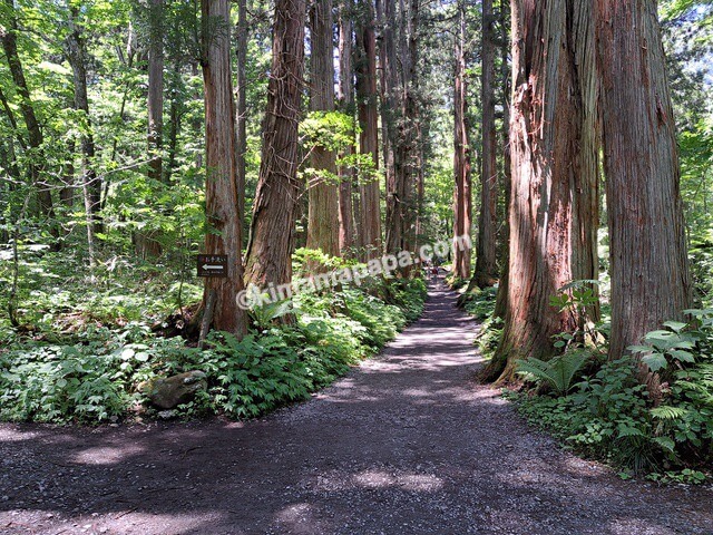 長野県長野市戸隠、戸隠神社奥社の参道