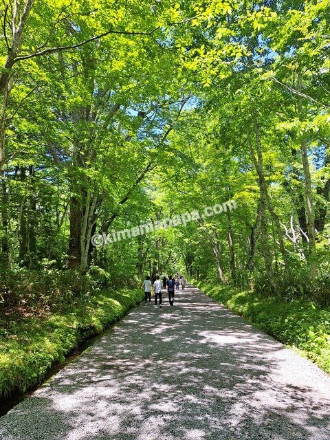 長野県長野市戸隠、戸隠神社奥社の参道