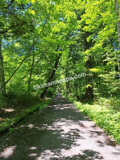 長野県長野市戸隠、戸隠神社奥社の参道