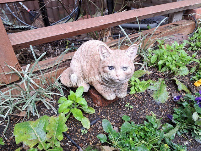 大分県別府市のかまど地獄、猫